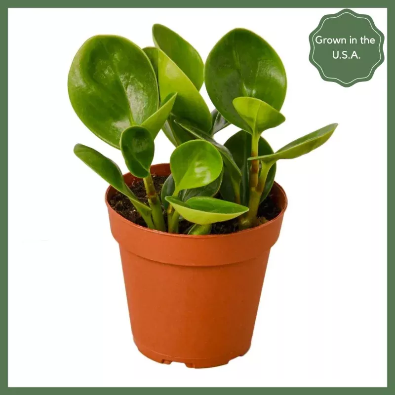 Party Time - Indoor Plant